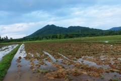 Ko Yao Noi - rice paddies