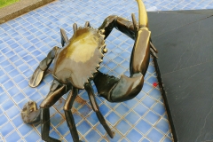 Krabi - Small crab