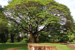 Kravan temple - the tree