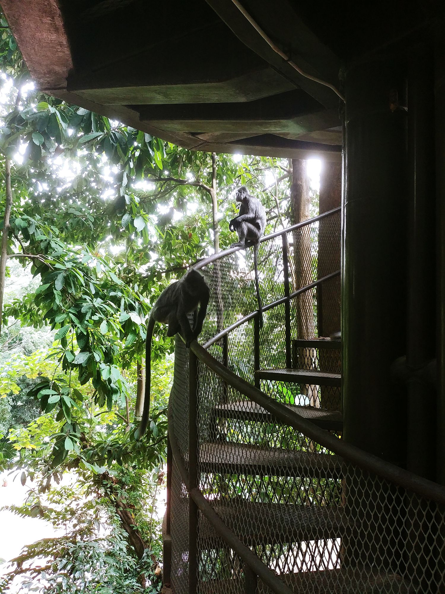 Kuala Lumpur - Monkeys on the guardrail