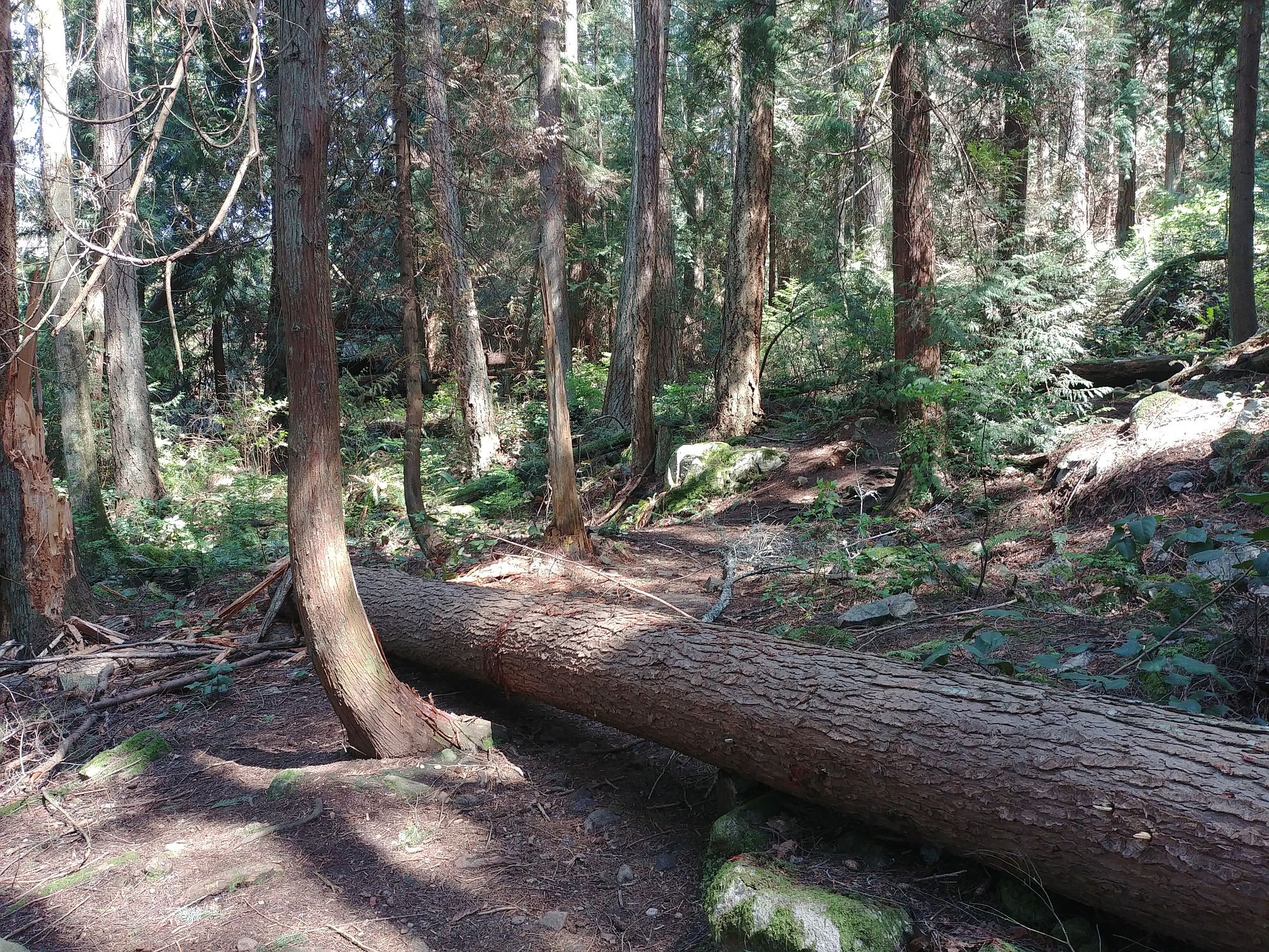 Lighthouse Park - 01 - Fallen tree across the trail