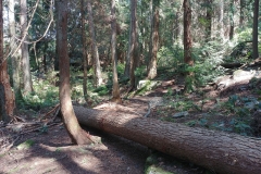 Lighthouse Park - 01 - Fallen tree across the trail