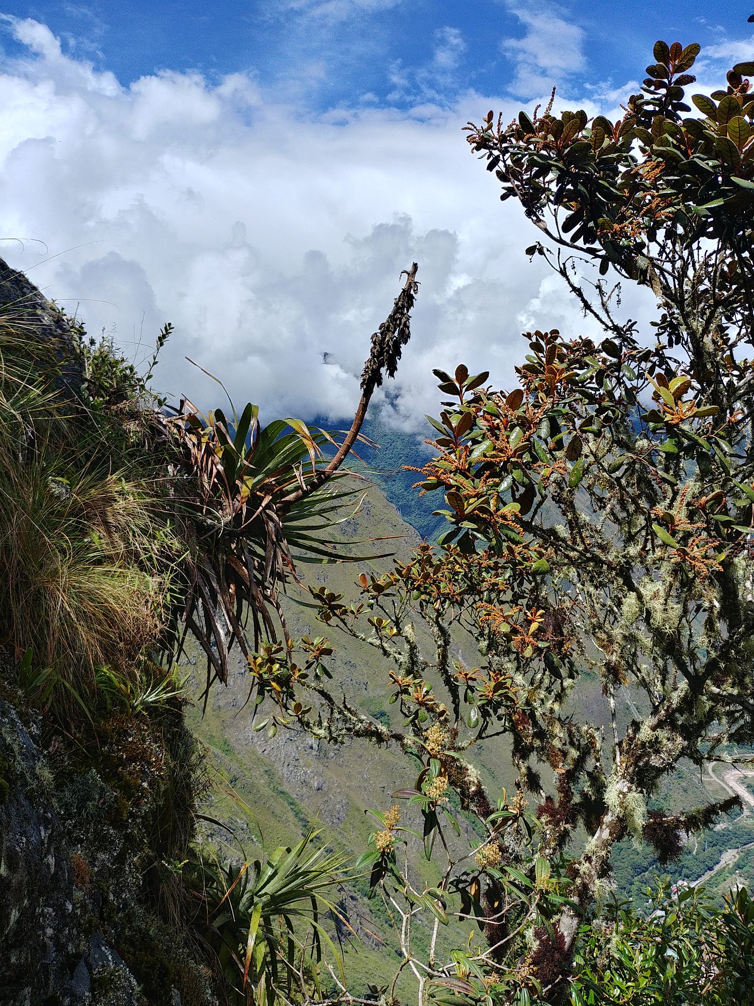 Machu Picchu 44 - On the way down
