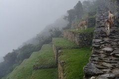 Machu Picchu 03