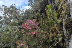 Machu Picchu 33