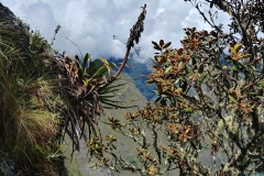 Machu Picchu 44 - On the way down