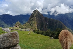 Machu Picchu 51 - The other mountain