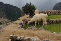 Machu Picchu 58 - chomp