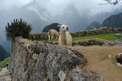 Machu Picchu 59 - Stop looking at me