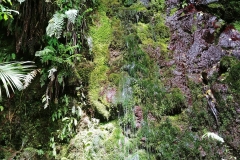 Wairere Falls 06