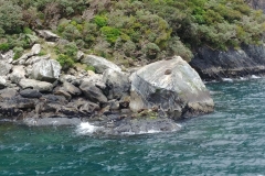 Milford Sound 33 - Seals