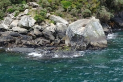 Milford Sound 34 - Seals