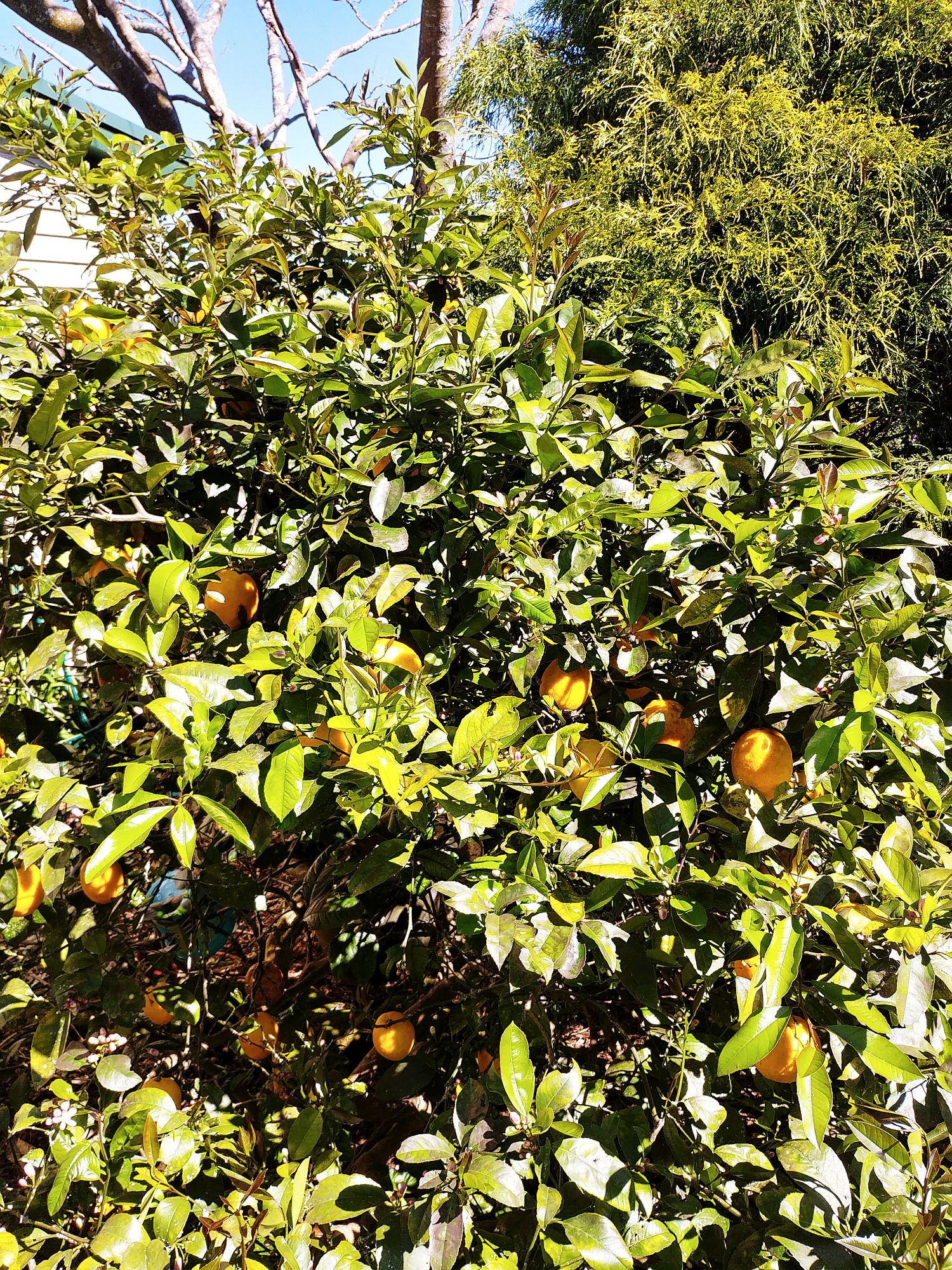 The farm - 12 - Lemon tree