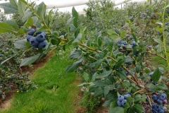 Blueberry farm 02