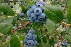 Blueberry farm 03