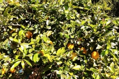The farm - 12 - Lemon tree