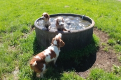 The farm - Dogs in a trough01