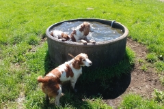 The farm - Dogs in a trough02