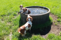 The farm - Dogs in a trough03