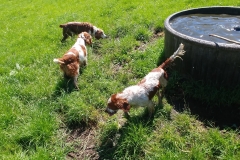 The farm - Dogs in a trough04