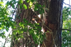 The farm - Possum in a tree