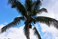 Uprising Beach Resort - 16 - Coconut tree