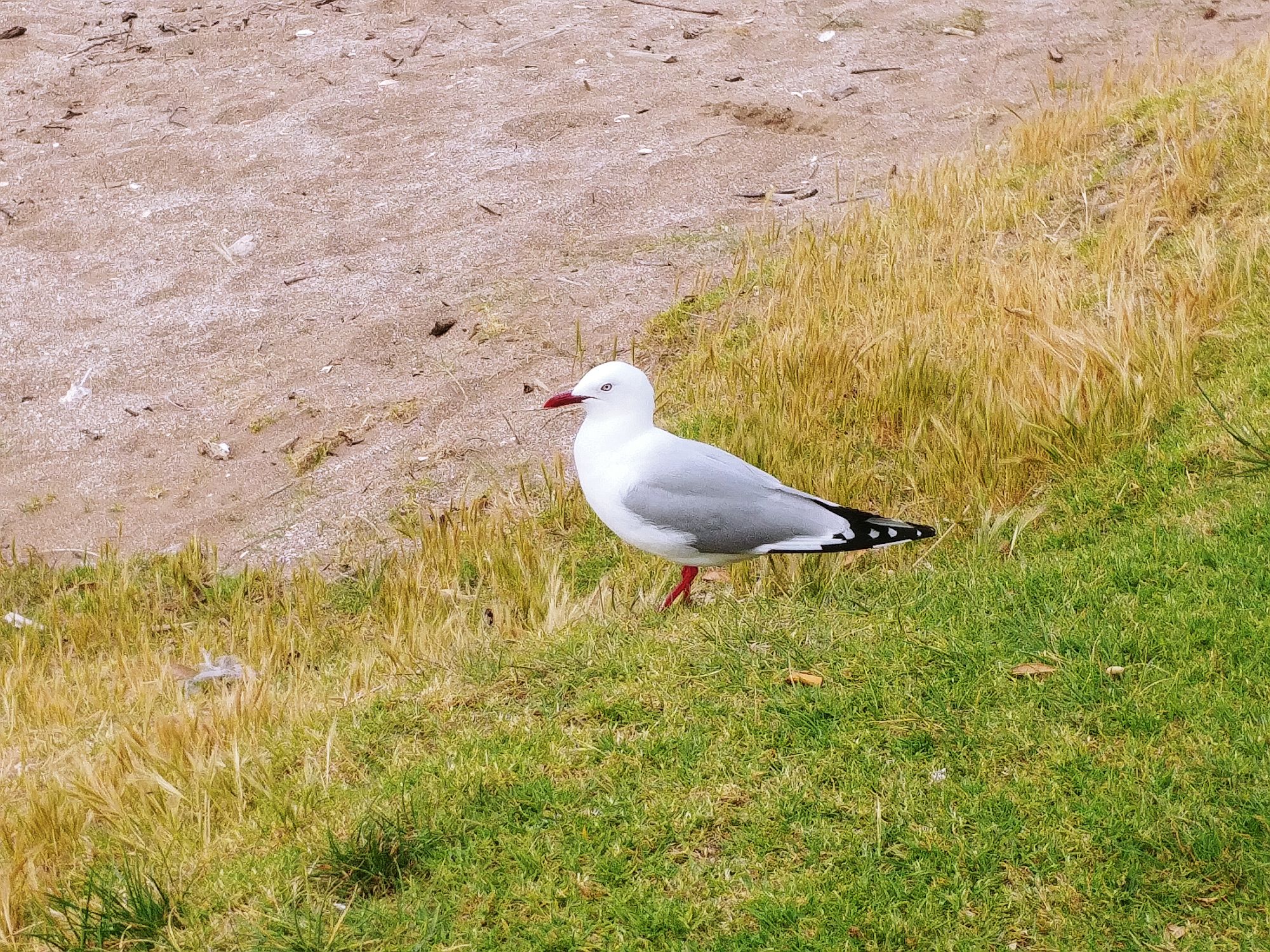 Haruru Falls - 28 seagull