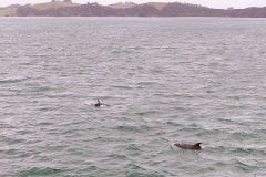 Bay of Islands - 03 - Dolphins