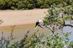 Haruru Falls - 22 - Tern