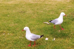 Haruru Falls - 29 - seagulls