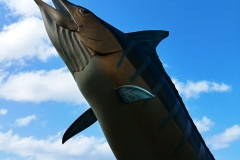 Paihia - Striped Marlin