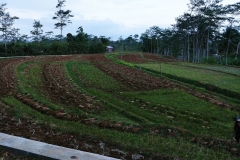 Central Java - Fields