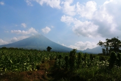 Central Java - Tobacco fields and mountain
