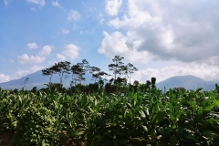 Central Java - Tobacco fields and mountain2