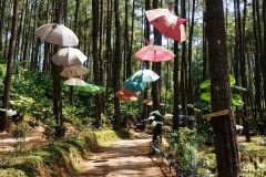 Kedu - Pine forest 1 - Cat umbrellas