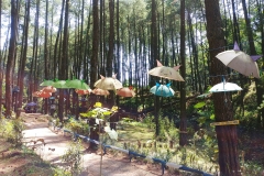 Kedu - Pine forest 1 - Cat umbrellas3