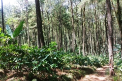 Kedu - Pine forest 1 - Coffee in the pine trees