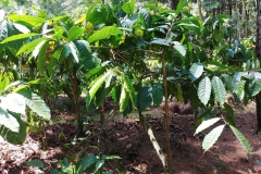 Kedu - Pine forest 1 - Coffee
