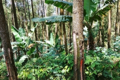 Kedu - Pine forest 1 - Pine sap