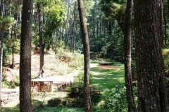 Kedu - Pine forest 1 - Valley