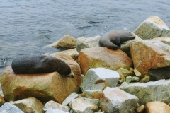 Narooma Harbour - 16