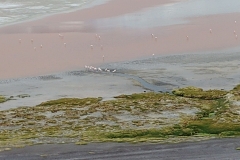 Salar de Uyuni Tour - Day 1 - 60 - Flamingos