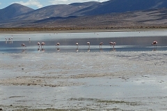 Salar de Uyuni Tour - Day 2 - 29 - Flamingos