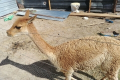 Salar de Uyuni Tour - Day 2 - 59 - Vicuna