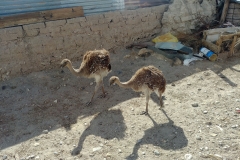 Salar de Uyuni Tour - Day 2 - 62