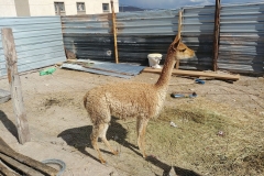 Salar de Uyuni Tour - Day 2 - 63 - Vicuna