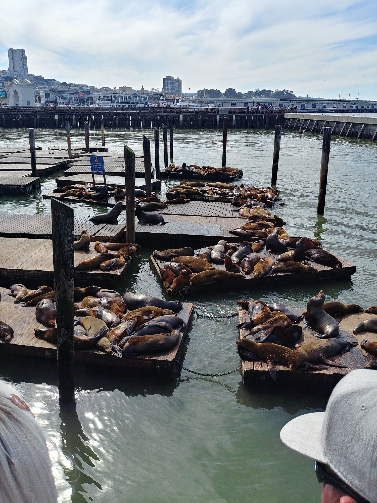 San Francisco - 06 - Sea Lions