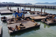 San Francisco - 07 - Sea lions at Pier 39