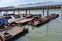 San Francisco - 08 - Sea lions at Pier 39