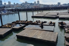 San Francisco - 09 - Sea lions at Pier 39